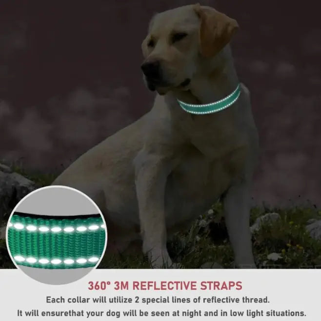 Adjustable Dog Collar