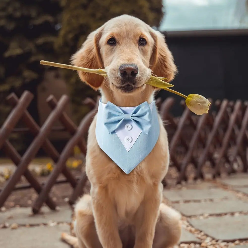 Dapper doggy uniform